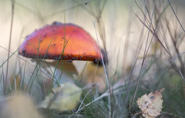 Picture autumn, nature, mushroom