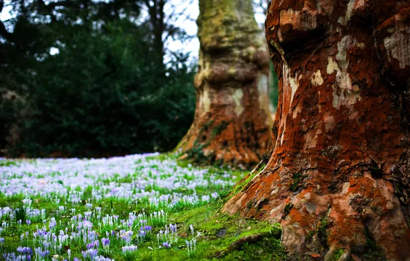 FOREST, TREE, TRUNK, FLOWERS, GLADE, MOSS, BARK
