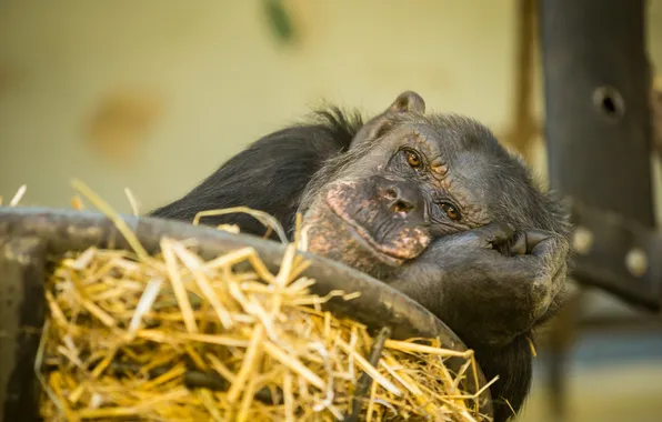 Look, nature, monkey