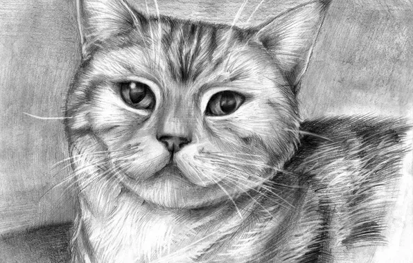 Picture cat, eyes, mustache, animal, figure, wool, pencil, ears