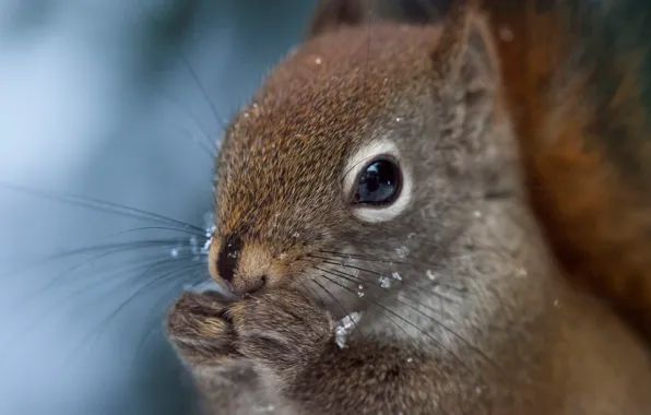 Face, snow, protein, squirrel