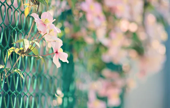 Picture flowers, nature, mesh, pink, plant, bokeh