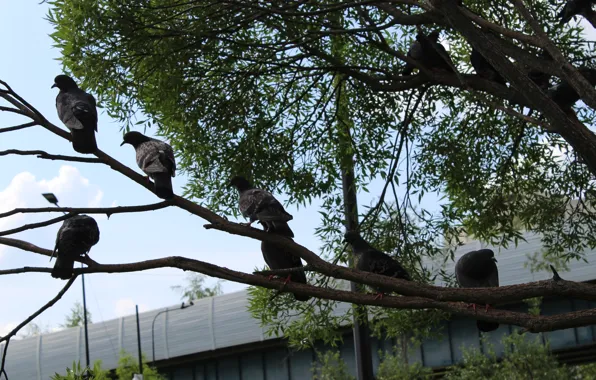 Tree, pigeons, sitting on a tree