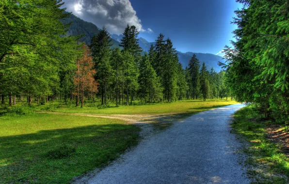 Forest, the sky, grass, clouds, nature, road