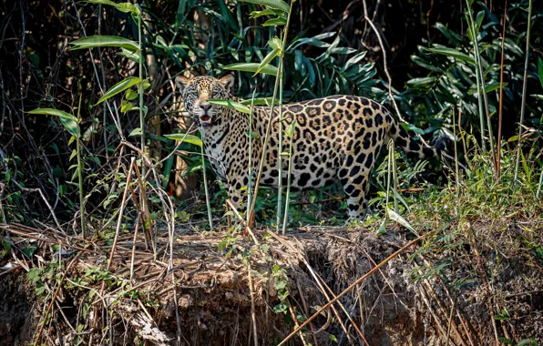 Picture Grass, Trees, Jaguar, Predator, Jungle, Wild cat, Big cat