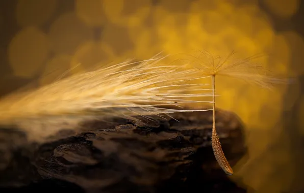 Stone, fluff, seed