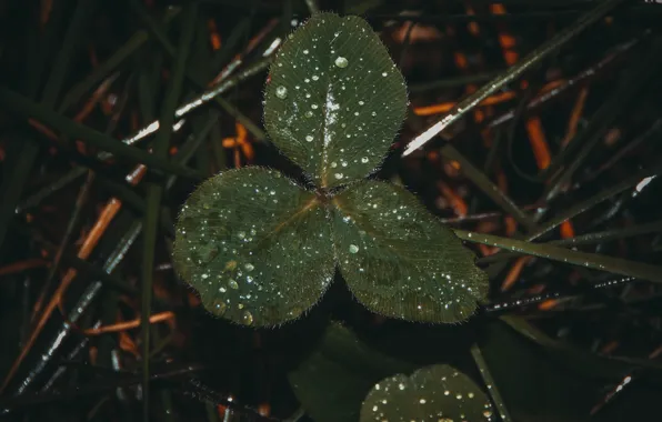 Autumn, forest, grass, drops, macro, rain, clover