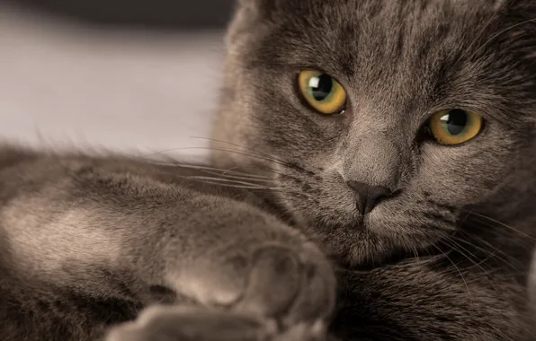 Picture eyes, cat, look, Koshak, Tomcat