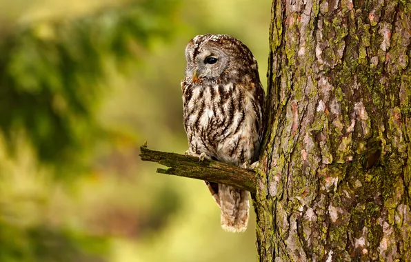 Picture raptor, predator, season, owl, sitting, outdoors, plumage, ornithology