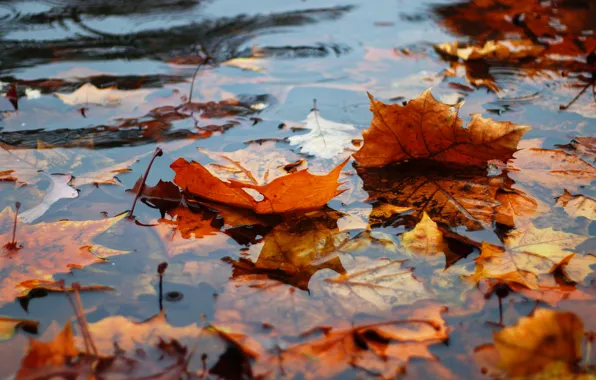 Autumn, leaves, water, pond, foliage, orange, falling leaves, pond