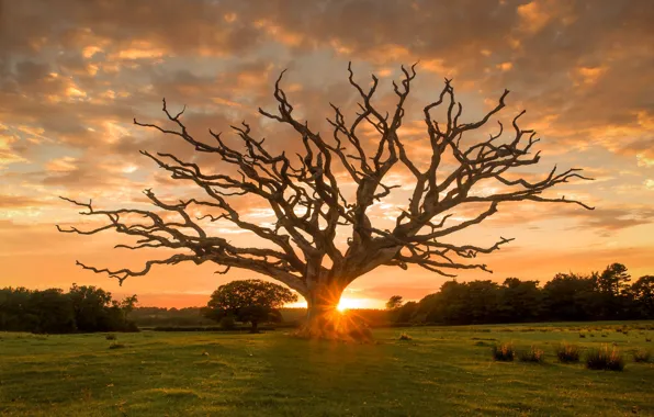 Field, the sky, the sun, trees, sunset, branches, tree, dry