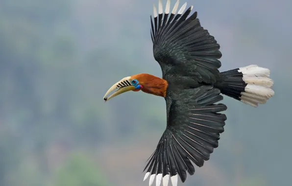 Picture flight, bird, wings, India, The Himalayas, West Bengal, Nepali Kalo, Nepalese Hornbill