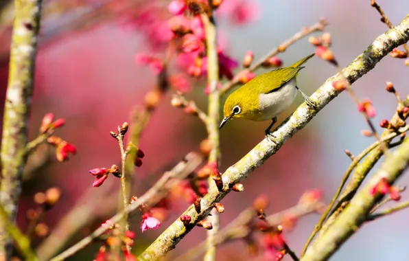Flowers, branches, bird, spring, Sakura, bokeh, Japanese white-eye
