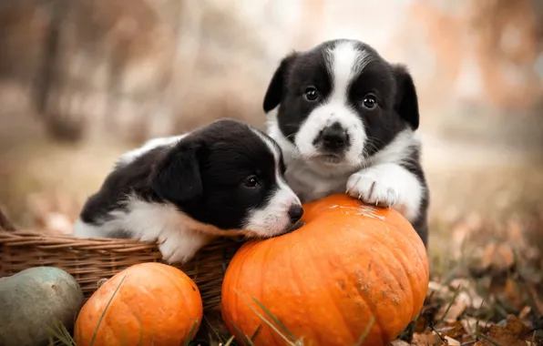 Autumn, dogs, grass, look, nature, pose, Park, glade
