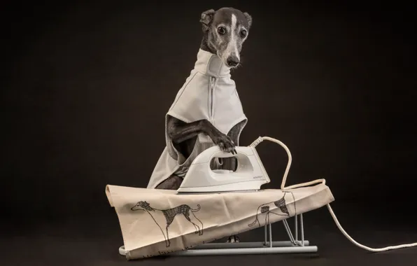 Dog, iron, Ironing