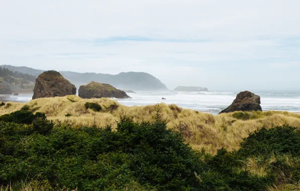 Sea, forest, the sky, grass, fog, stones, rocks, coast