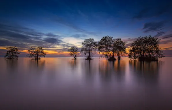 Trees, lake, the evening, Thailand