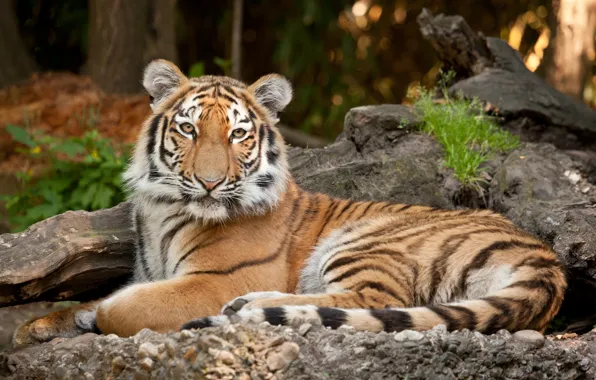 Picture cat, look, tiger, stones