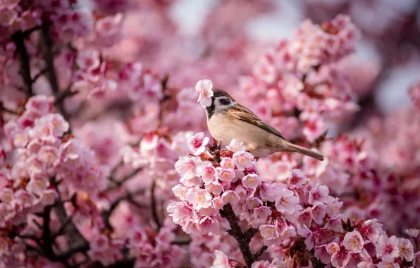 Flowers, nature, bird, spring, Sparrow, Cherry, pink