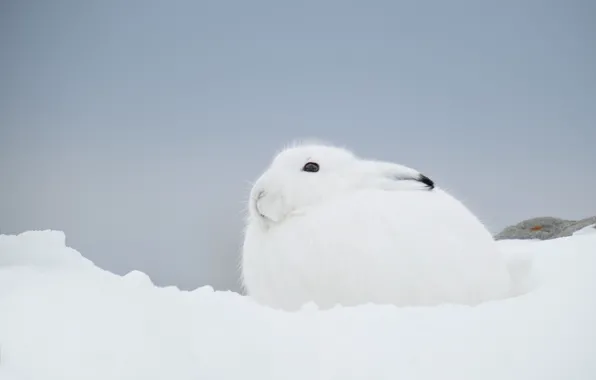 Winter, white, look, snow, hare, eyes, rabbit, the snow