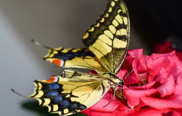 Picture flower, pink, butterfly, rose, moth