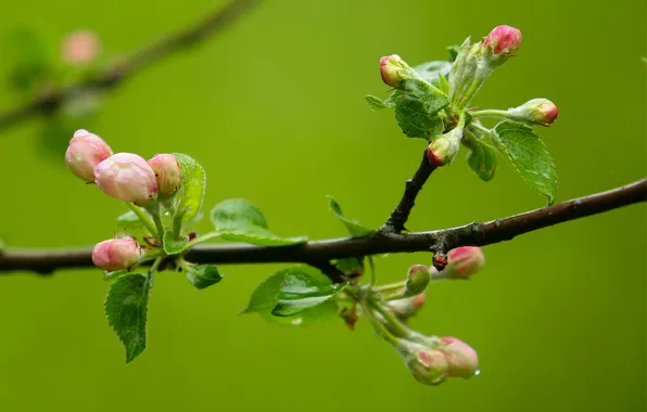 Picture macro, color, branch, beginning, Apple