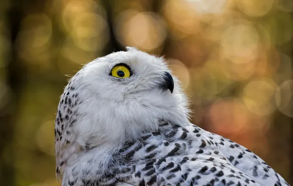 Nature, wildlife, snowy owl, fauna