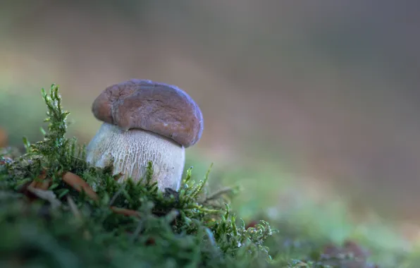 Autumn, forest, nature, moss, White mushroom