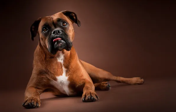 Look, face, background, portrait, dog, paws, boxer