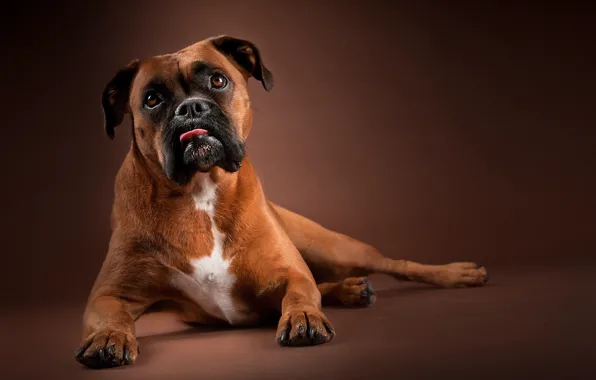 Picture look, face, background, portrait, dog, paws, Boxer