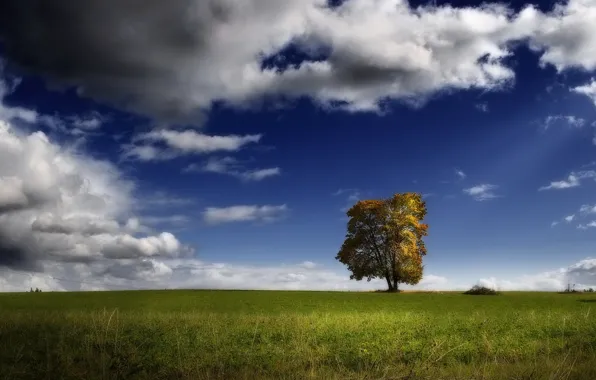 Picture field, clouds, tree