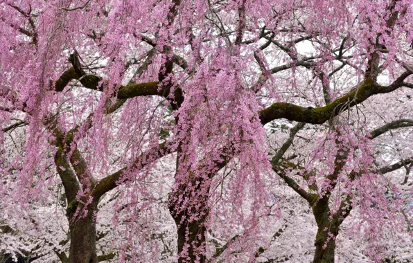 Trees, flowers, branches, spring, flowering