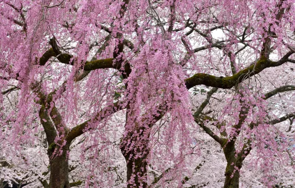 Picture trees, flowers, branches, spring, flowering