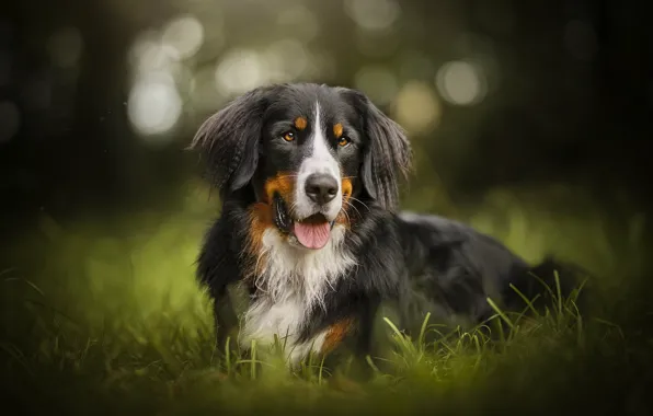 Greens, each, dog, Ferdinand