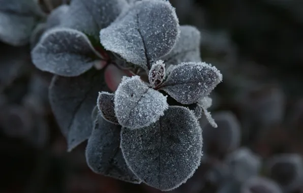 Picture cold, frost, macro, background, Wallpaper, plant, morning, frost