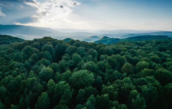 Picture green, forest, landscape, background, view, tree, environment