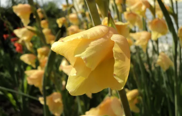 Flower, yellow, gladiolus