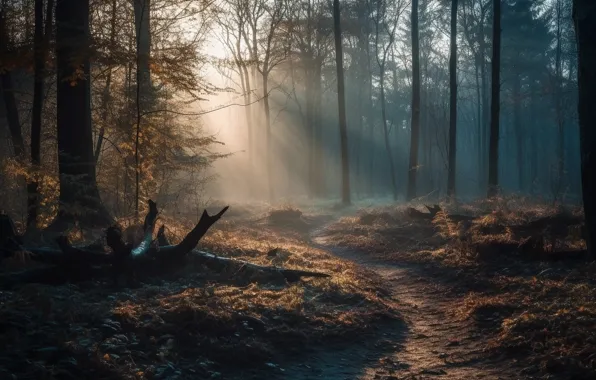 Autumn, forest, rays, light, landscape, branches, nature, fog