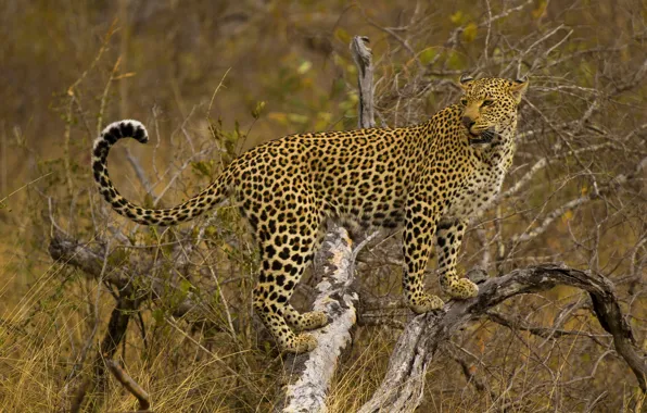 Tree, leopard, is, looks, spotted cat