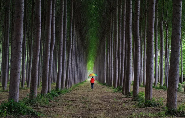 Road, forest, grass, trees, branches, nature, Park, loneliness