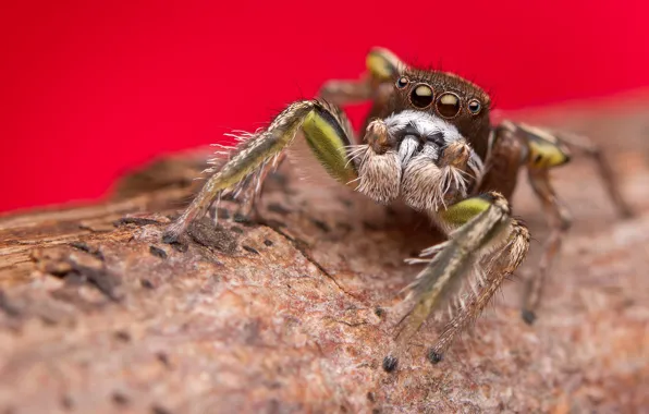 Look, macro, spider, red background, jumper, jumper, jumping spider, the Hoppy