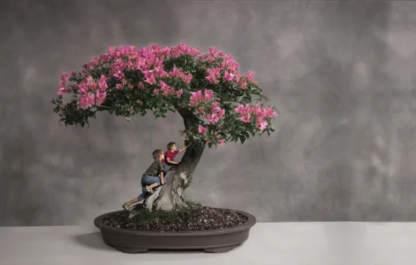 Trees, bonsai, boys, climbing