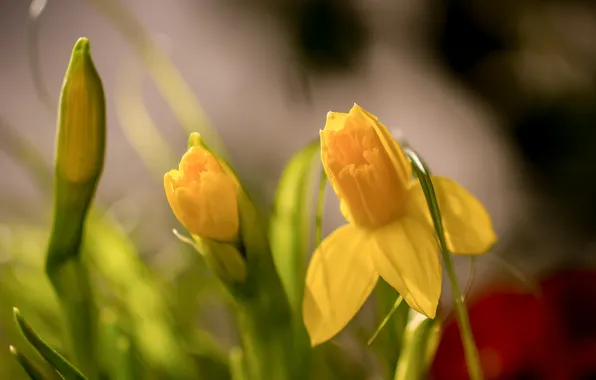Macro, spring, buds, daffodils, bokeh