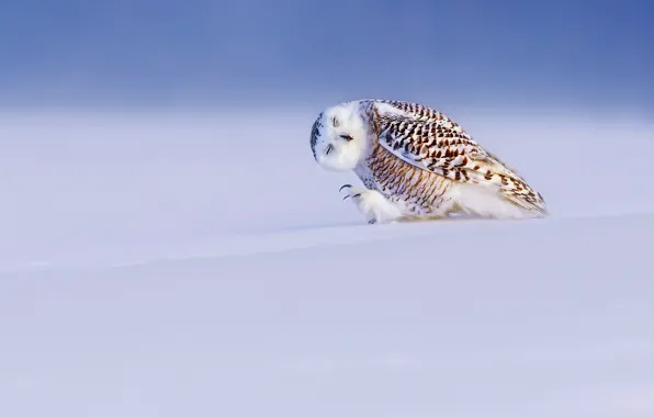 Winter, light, snow, bird, snowy owl, white owl, Nyctea scandiaca, Bubo scandiacus