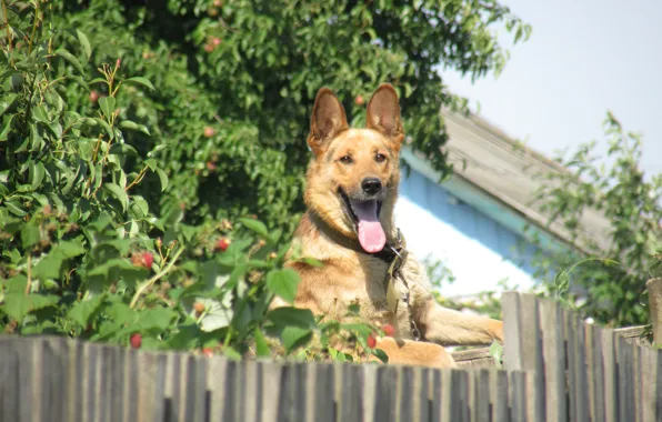 Raspberry, street, the fence, dog