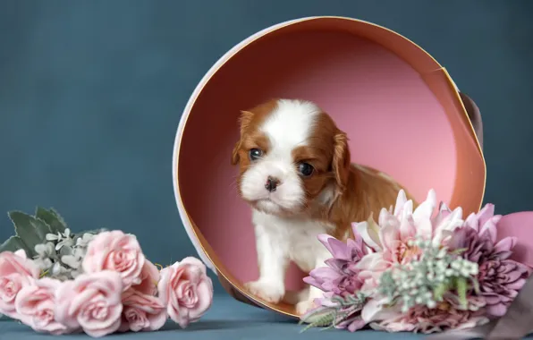 Flowers, background, box, dog, puppy, Cavalier-king-Charles-Spaniel, Svetlana Pisareva