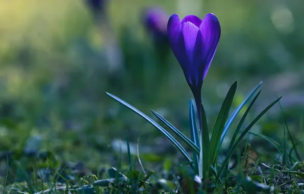 Purple, leaves, flowers, lilac, spring, crocuses, clearing, primroses