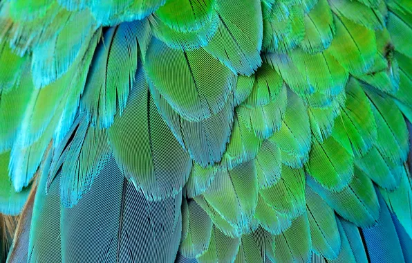 Pen, feathers, Background, feather, card