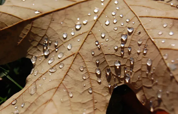 Drops, sheet, maple