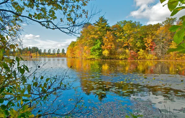 Autumn, leaves, trees, lake, reflection